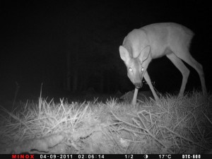 Minox_night_photo_deer Nattkamera