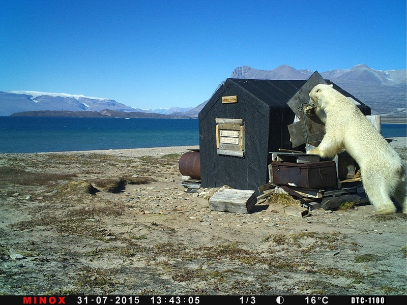Mr Polar Bear traschar en byggnad