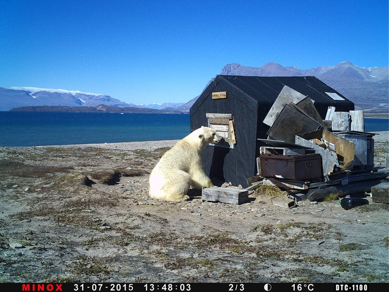 Mr Polar Bear traschar en byggnad