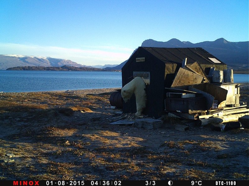 Mr Polar Bear traschar en byggnad