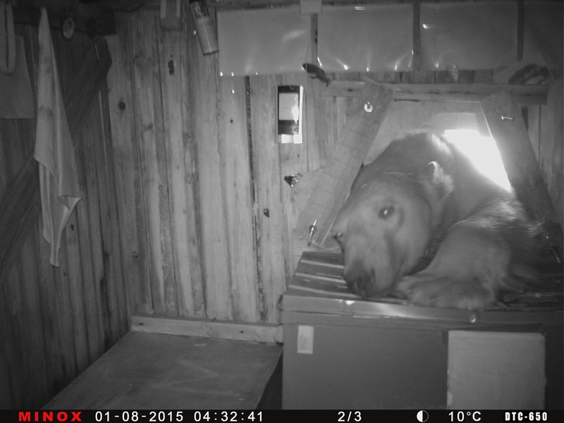 Mr Polar Bear traschar en byggnad