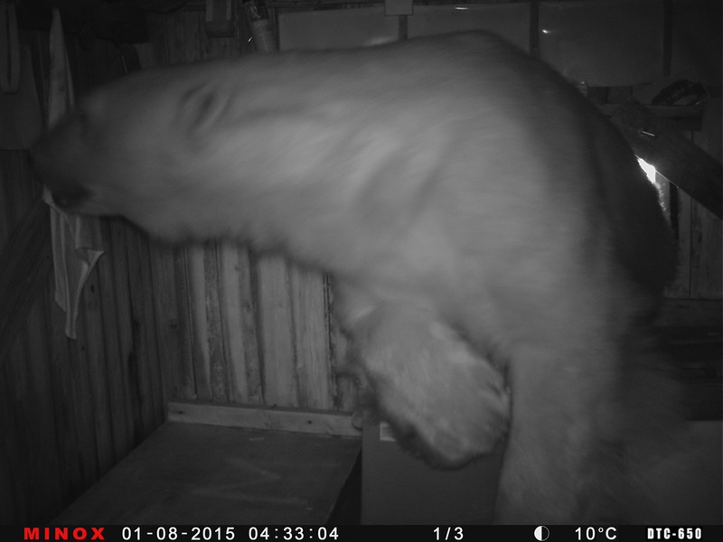 Mr Polar Bear traschar en byggnad