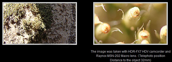 Raynox MSN-202